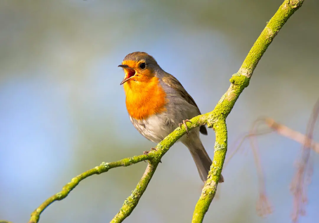 Singing Bird The Symphony of Nature: The Fascinating World of Birdsong