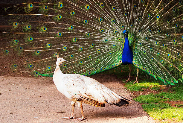 The Symphony of Nature: The Fascinating World of Birdsong Birds in Courtship Display