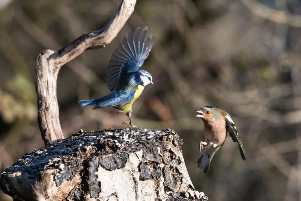 The Symphony of Nature: The Fascinating World of Birdsong Singing Bird Defending Territory