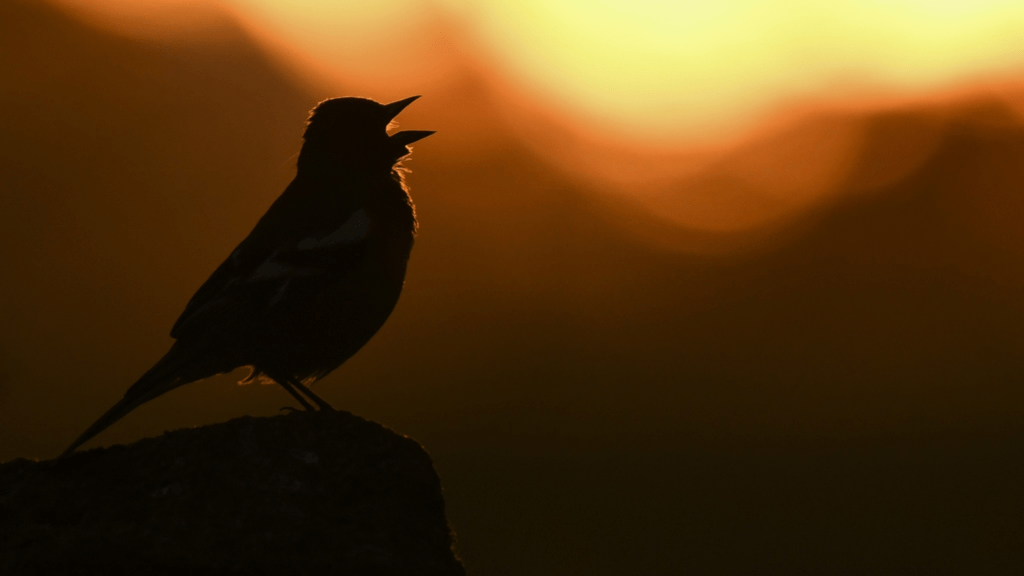 Birds at Sunrise