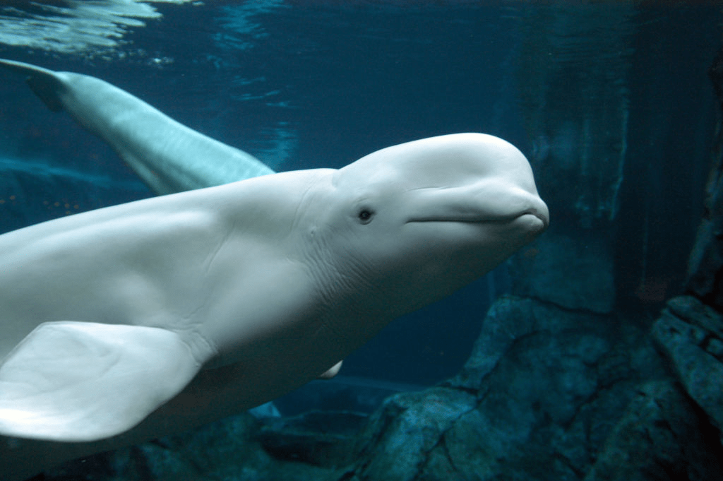 Beluga Whale (Delphinapterus leucas) beautiful whale