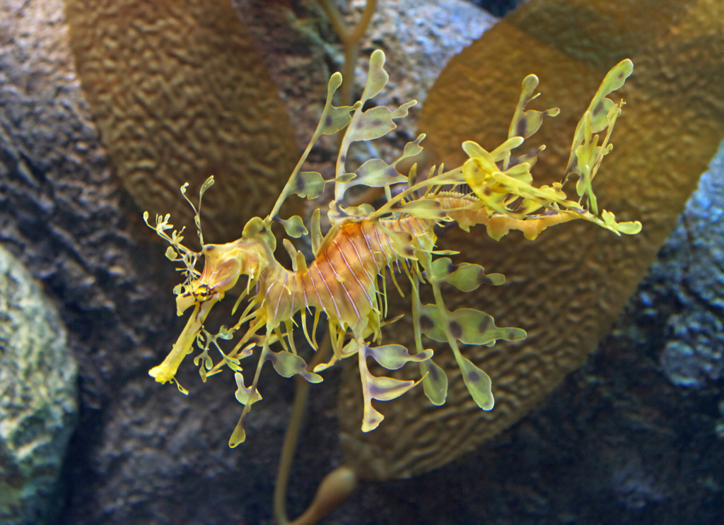 Leafy Sea Dragon (Phycodurus eques) beautiful creature