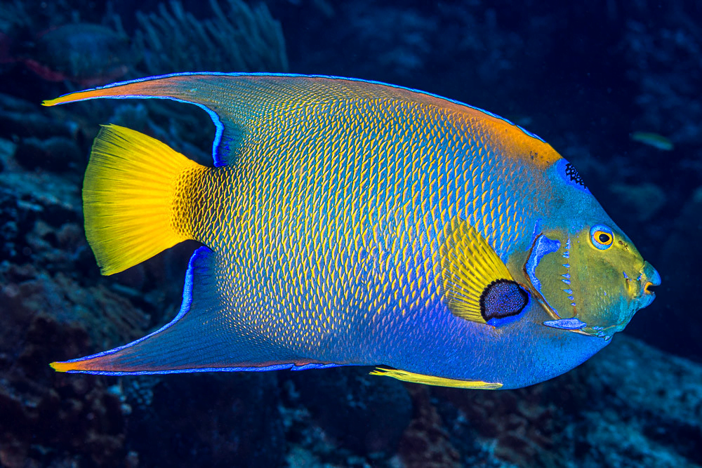 Queen Angelfish (Holacanthus ciliaris) beautiful creature multi color fish