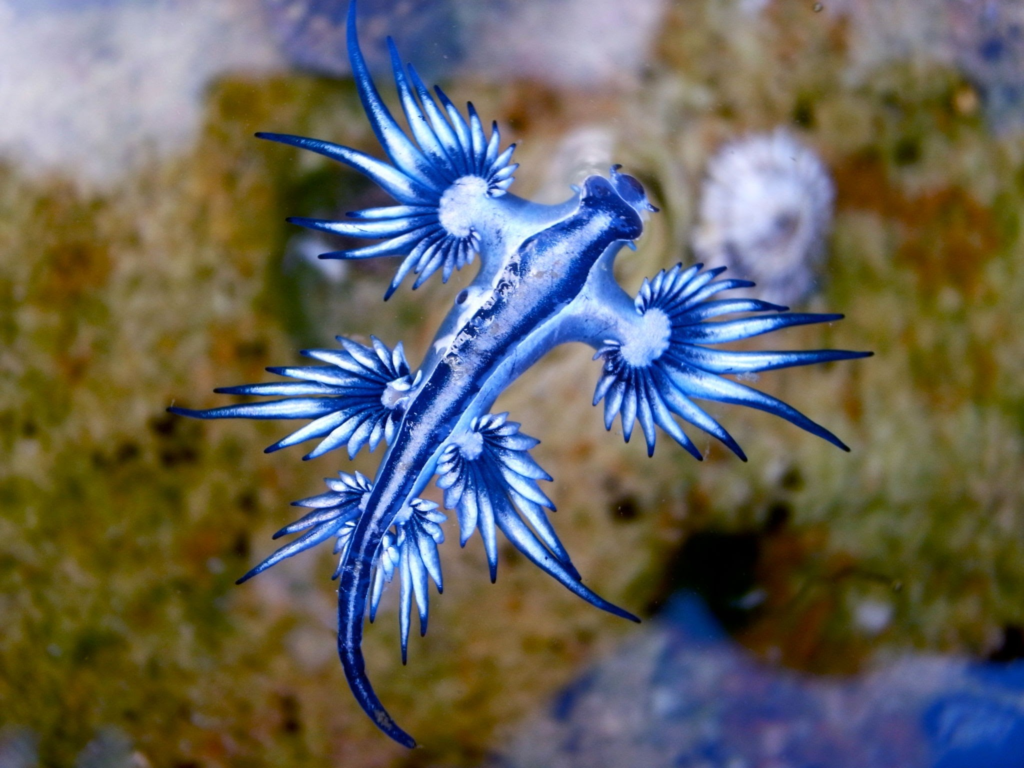 Blue Sea Dragon (Glaucus atlanticus) beautiful but dangerous creature