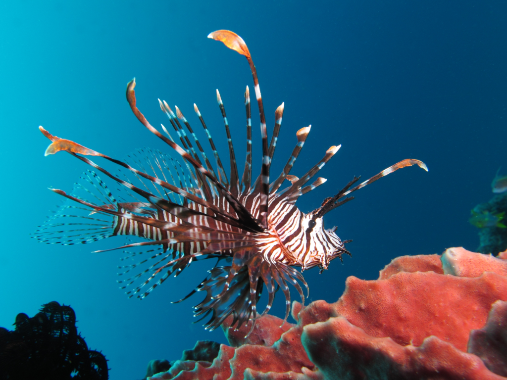 Amazing and beautiful creature named Lionfish (Pterois) 