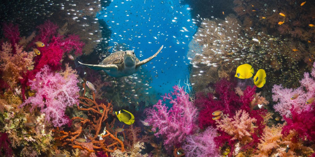 Ecosystems Teeming with Vibrant Life: colorful marine creatures in underwater cave exploring  underwater cave Explore the hidden depths of enigmatic underwater caves 