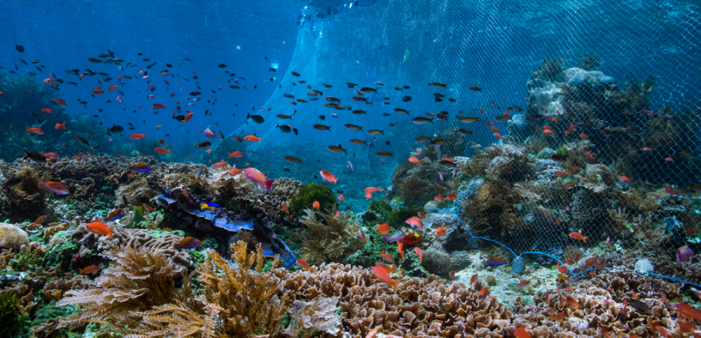 vast beautiful ocean and the beautiful creatures