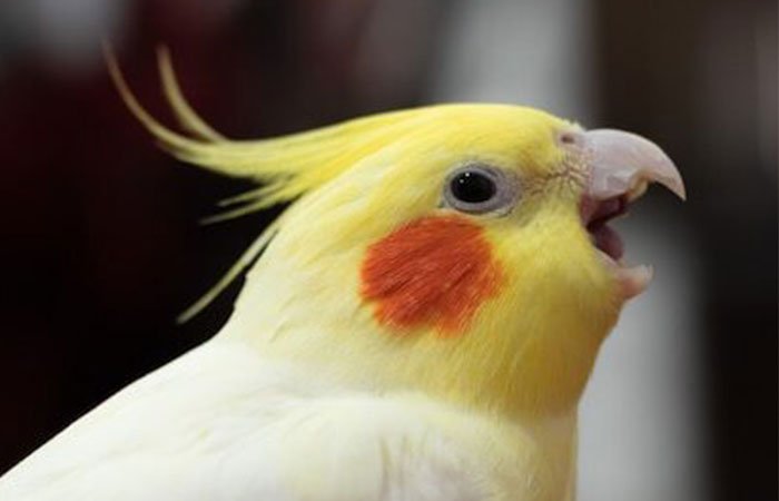 cockatiel singing beautifully