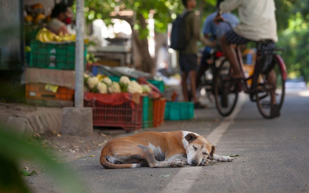 🐾 Street Animals in Our City: Food, Safety, Shelter, and Love