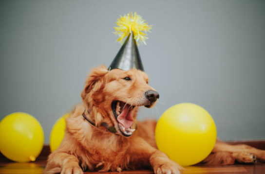 National Dog Day 2025: Celebrating Our Loyal Companions